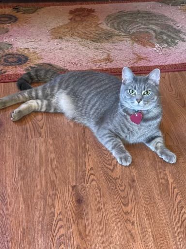 A gray cat is laying on a wooden floor next to a rug.