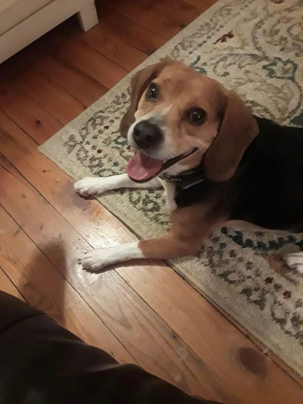 A beagle dog is laying on a rug on a wooden floor.