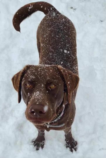 A brown dog standing in the snow looking up at the camera