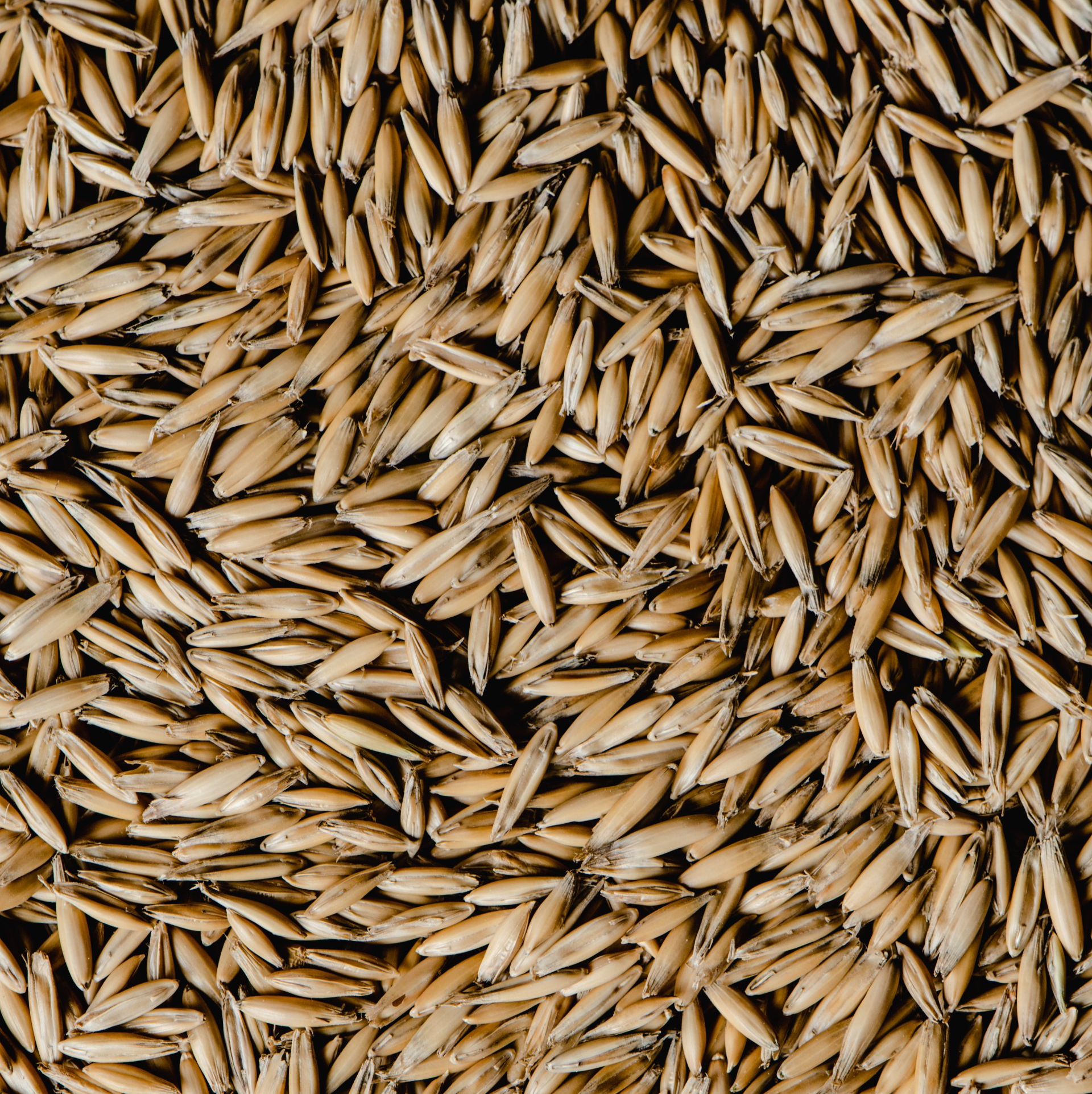 A close up of a pile of grains including oats