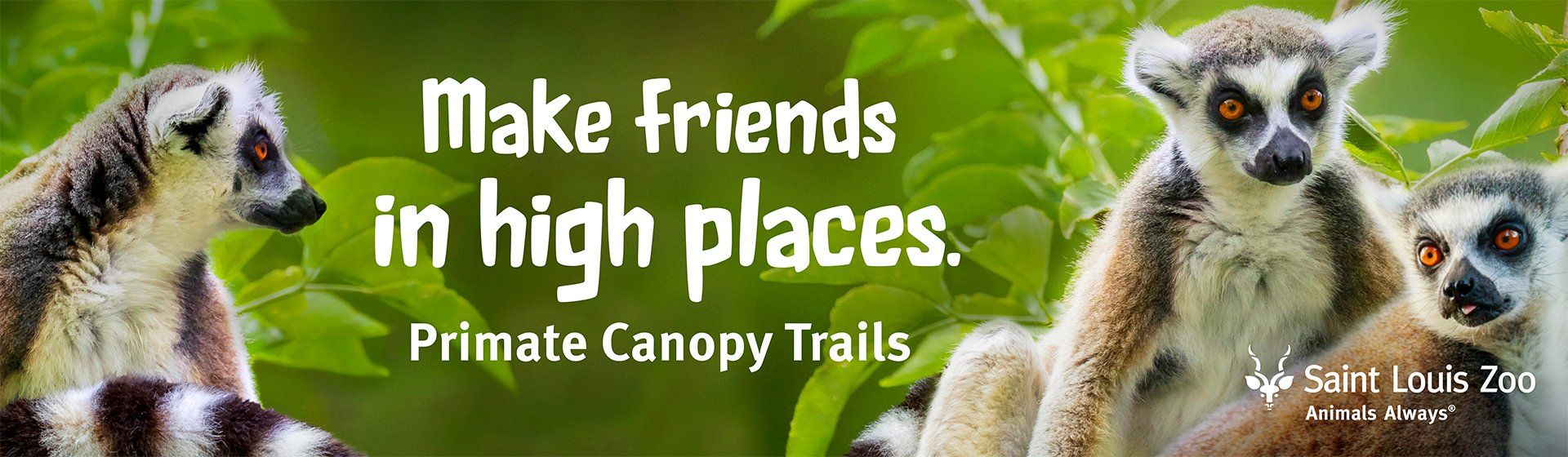 A picture of lemurs with the words make friends in high places