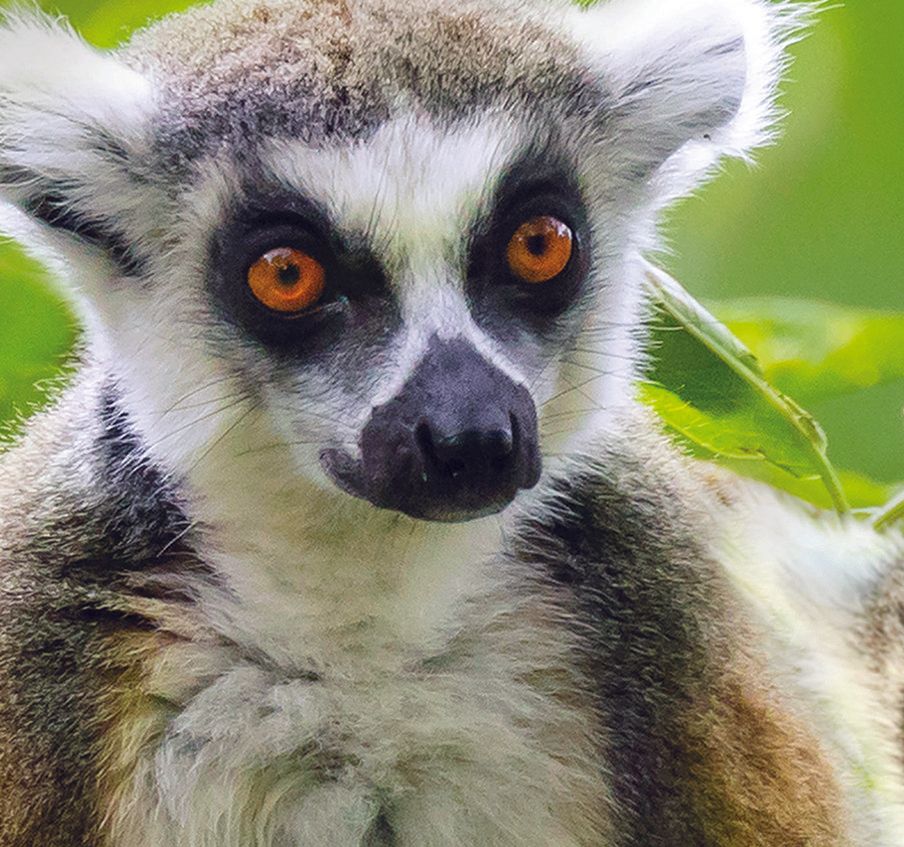 A close up of a lemur with orange eyes