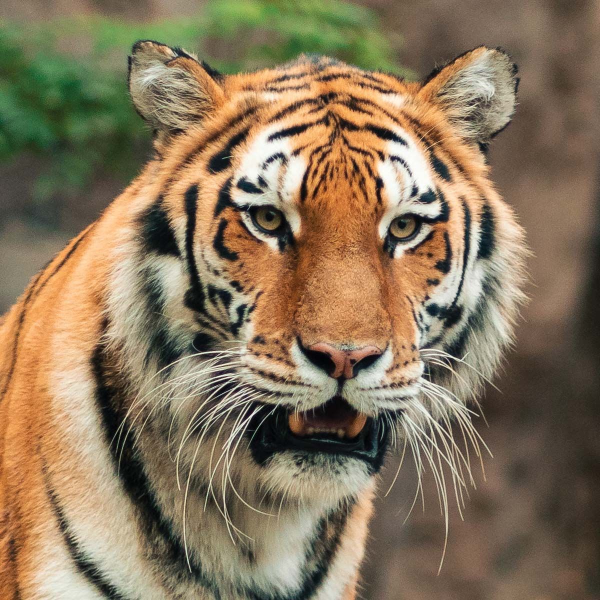 Close-up of a tiger with orange and black stripes staring forward in a natural setting