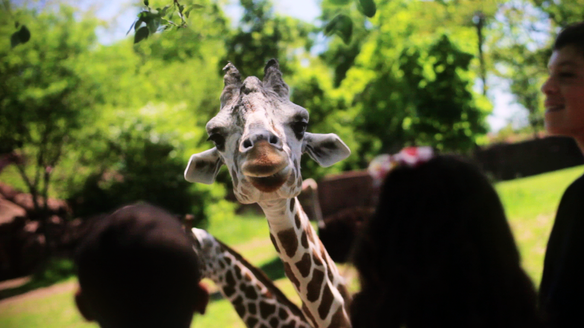A giraffe is looking at the camera while people look on.