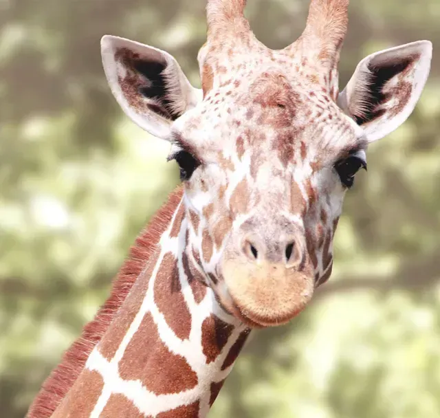 Saint Louis Zoo Advertising Campaign