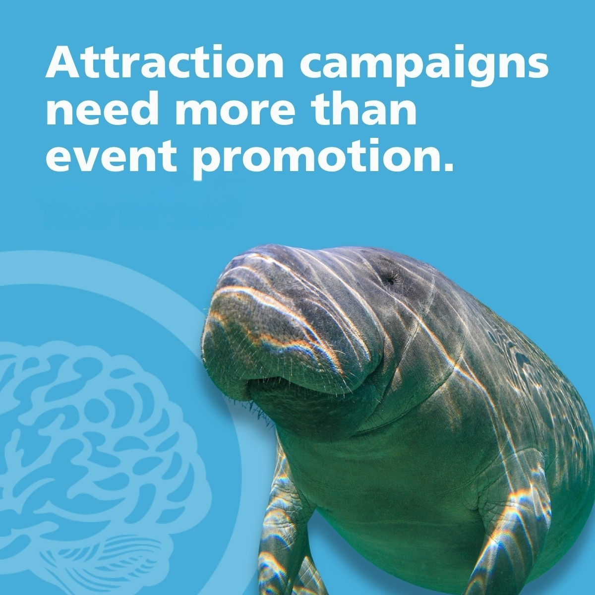 Manatee underwater beside text: “Attraction campaigns need more than event promotion.”