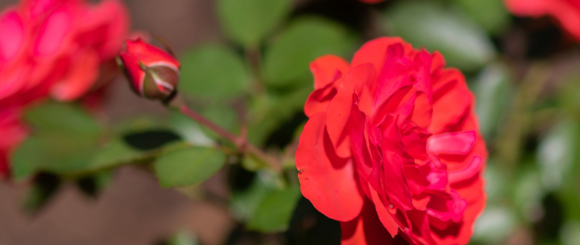 A close up of a red rose with a bud in the background.