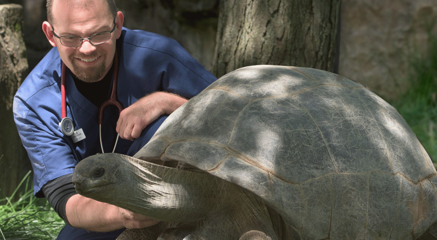 A man is kneeling down next to a large turtle.