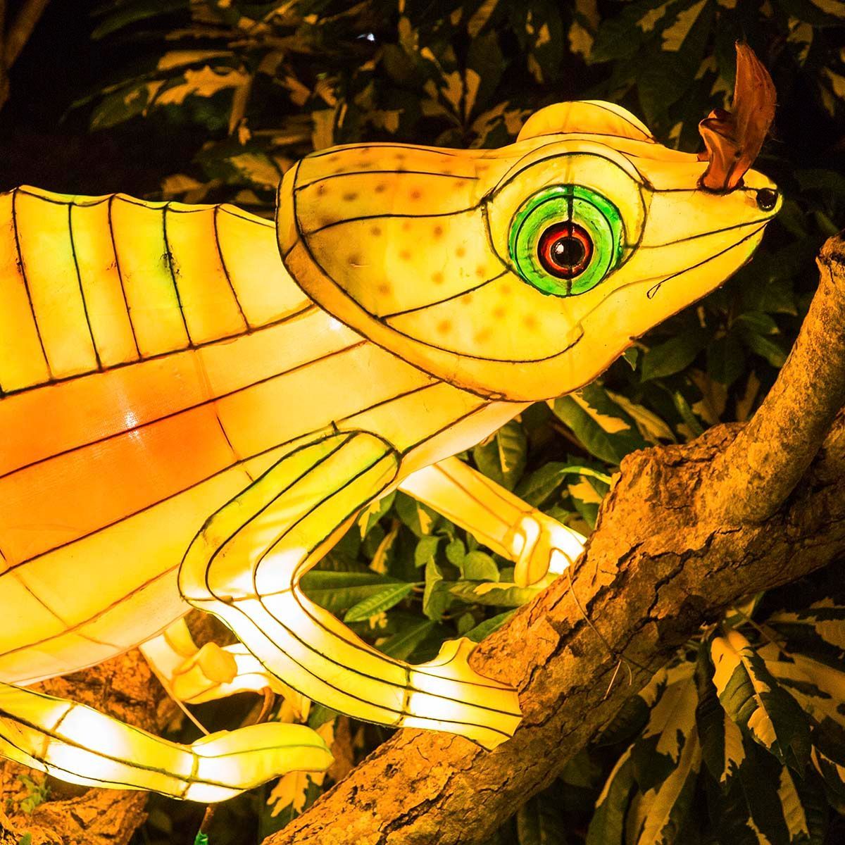 gecko  lantern