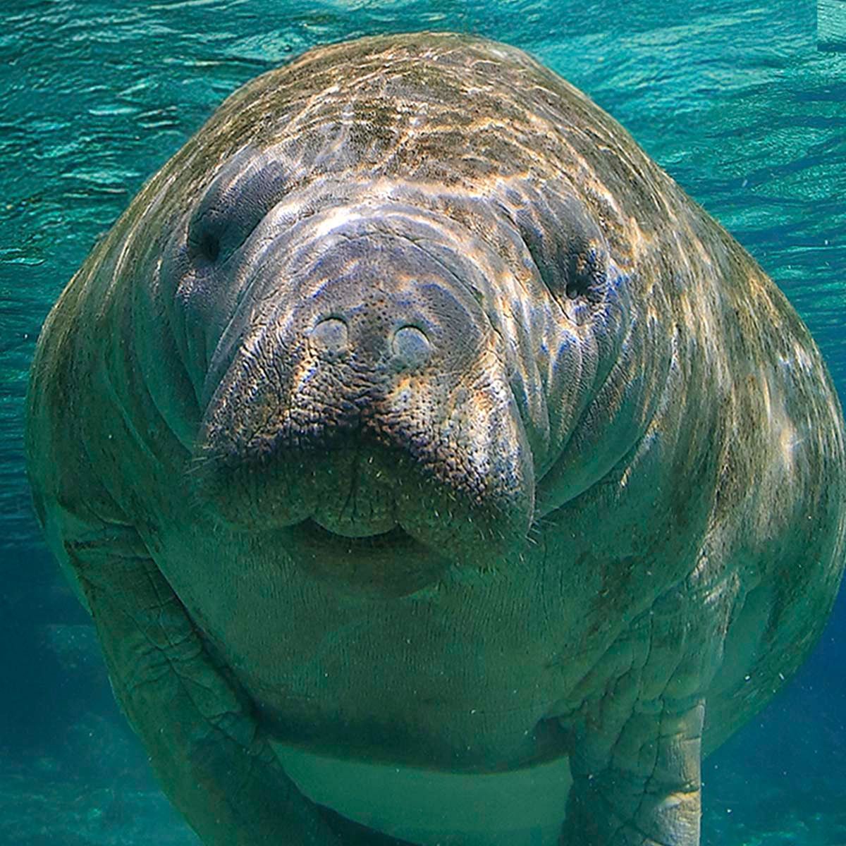 Underwater manatee facing the camera in clear turquoise water