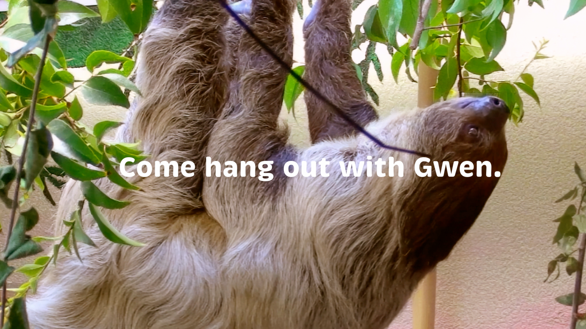 A sloth is hanging upside down from a tree branch.