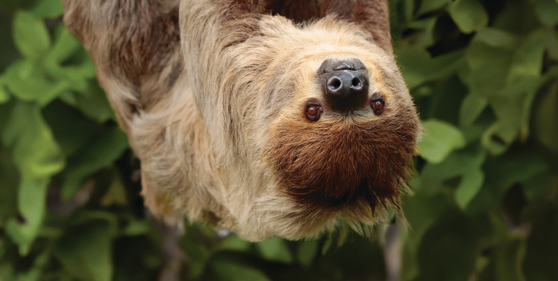 A sloth is hanging upside down from a tree branch.