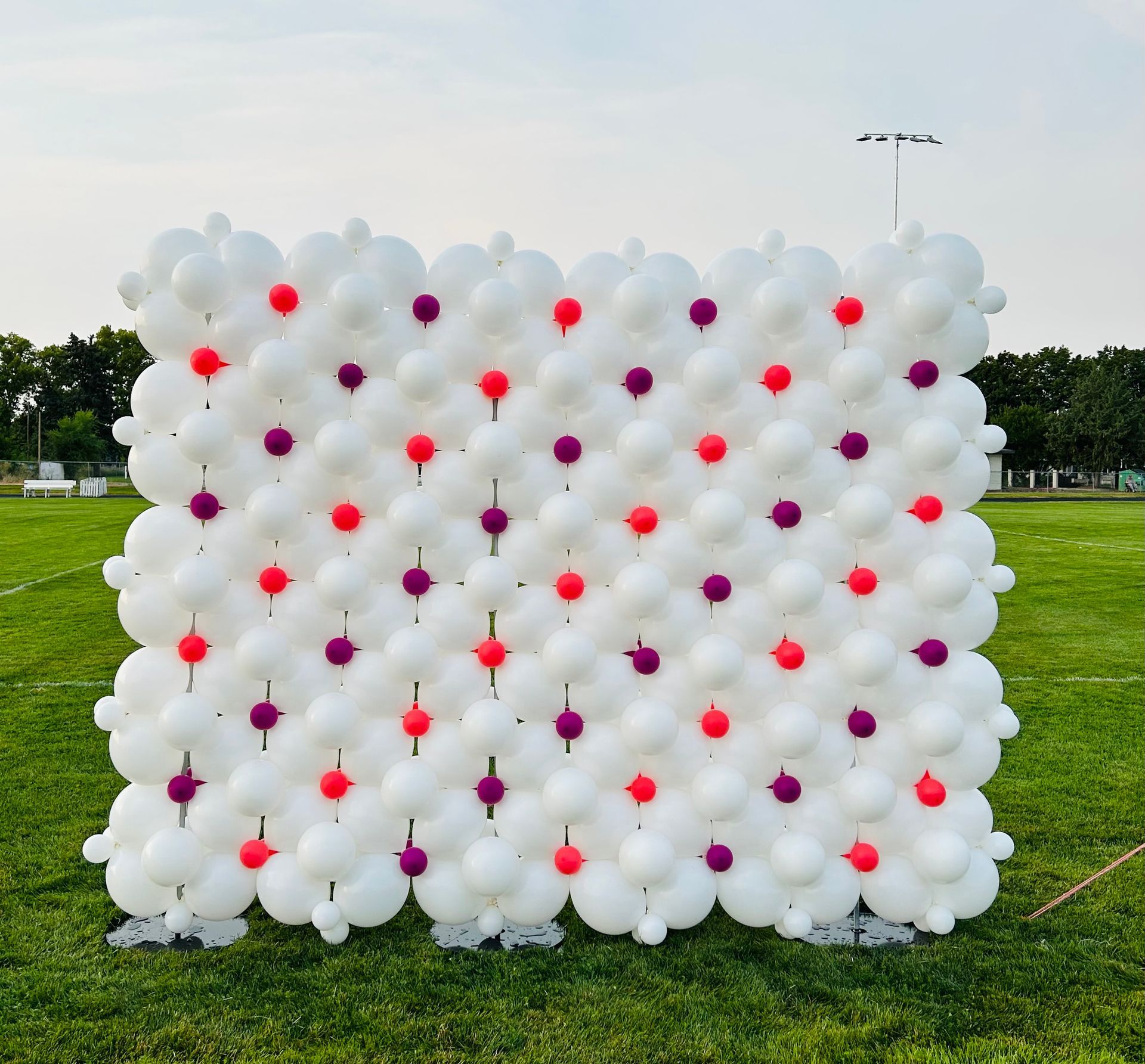 A wall made of white balloons with red and purple dots