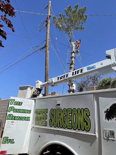 Tree Surgeons sign on a utility truck with a tall tree and blue sky in the background