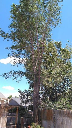 Tall tree with a split trunk in a backyard, beside a wooden fence under a blue sky.