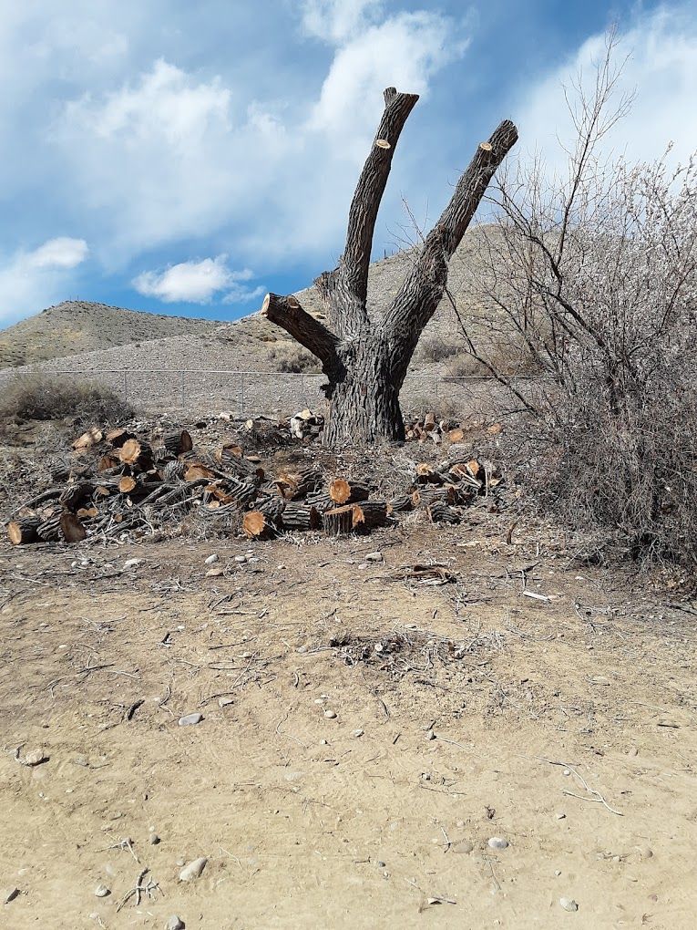 Burned tree trunks in a dry, rocky desert landscape under a blue sky