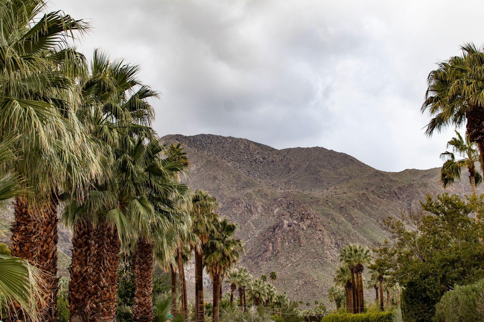 Palm trees in a desert oasis with rocky mountains under a cloudy sky