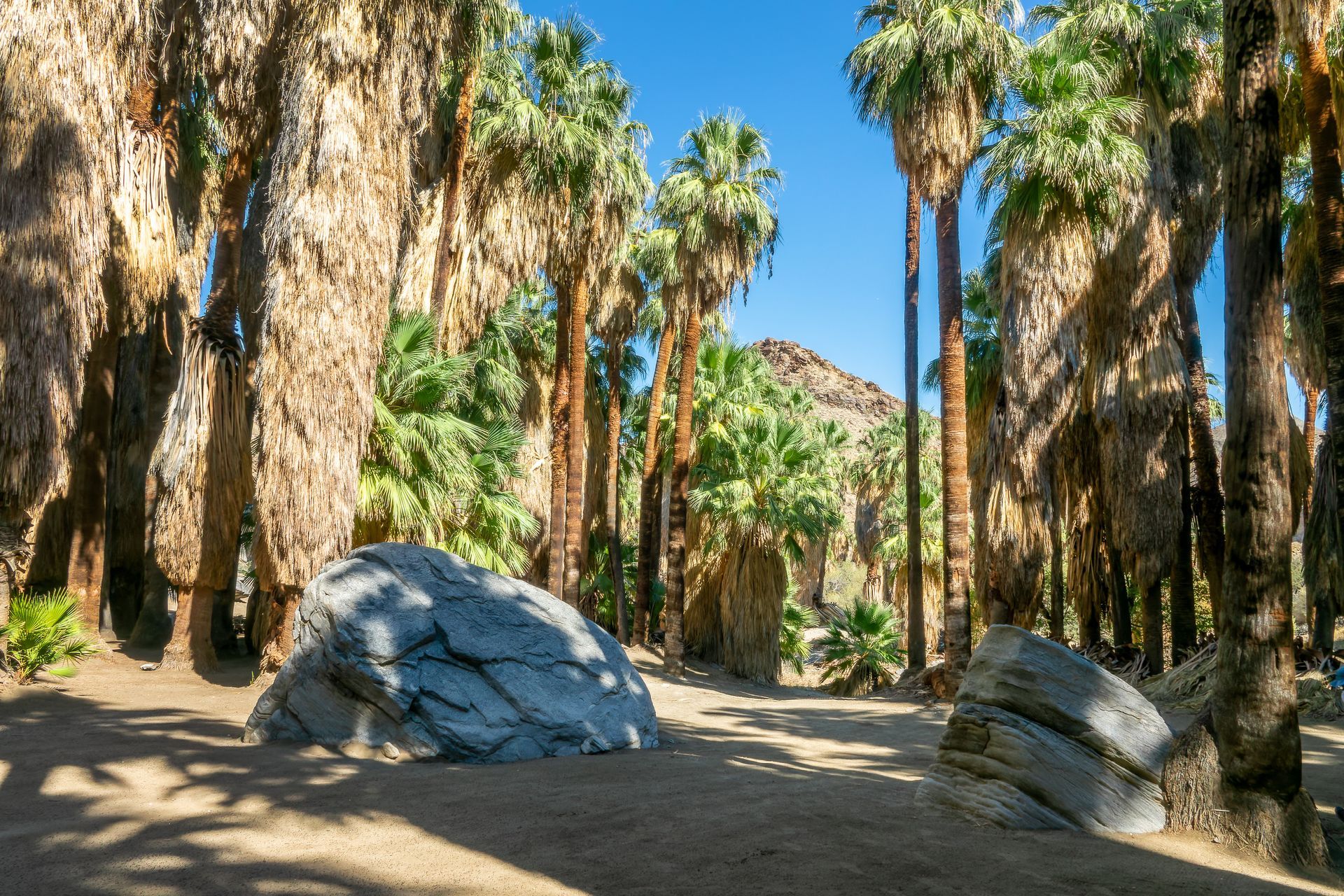 Desert oasis with tall palm trees, sandy ground, and large rocks under bright sunlight