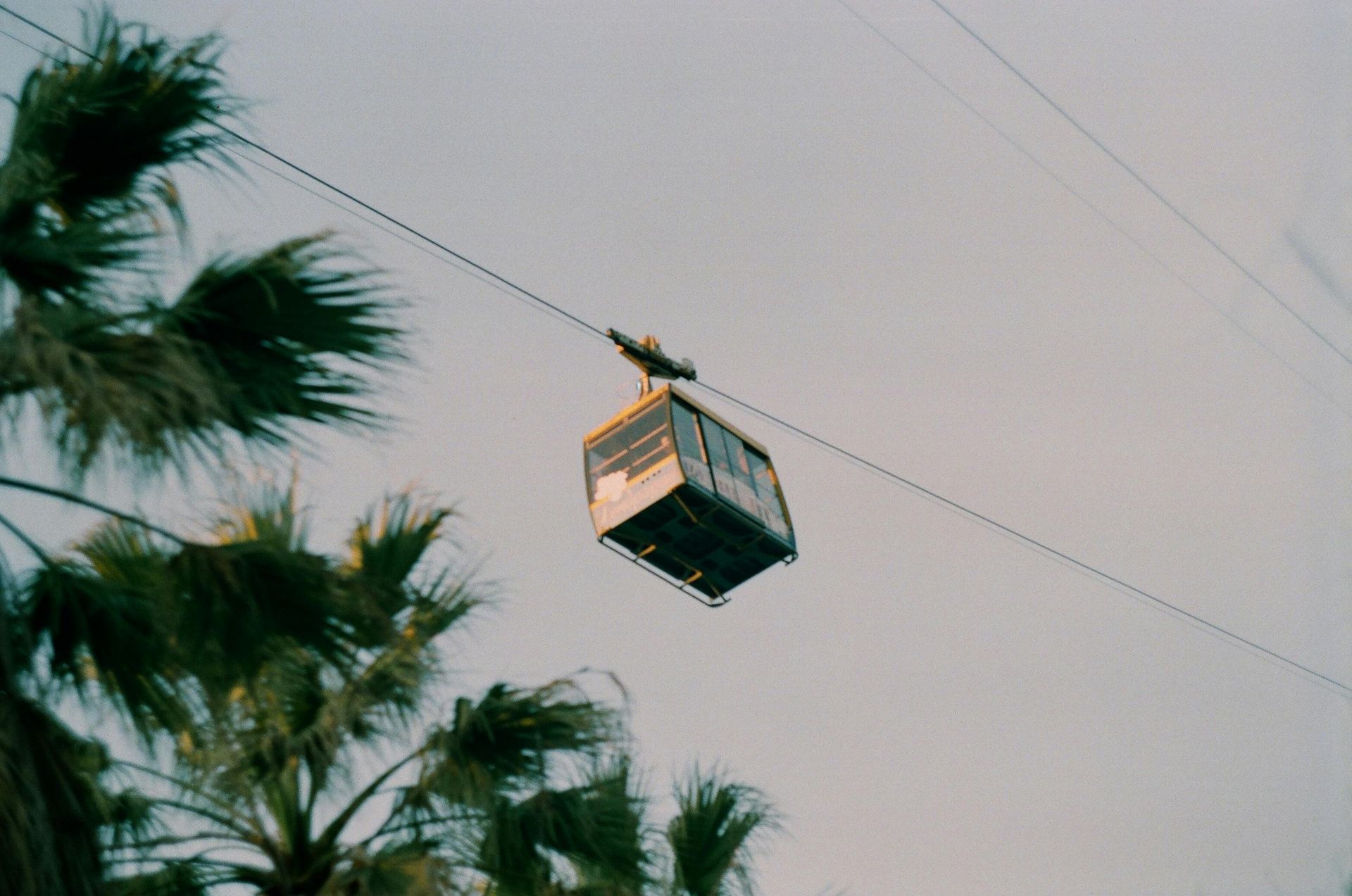 Cable car above palm trees against a gray sky