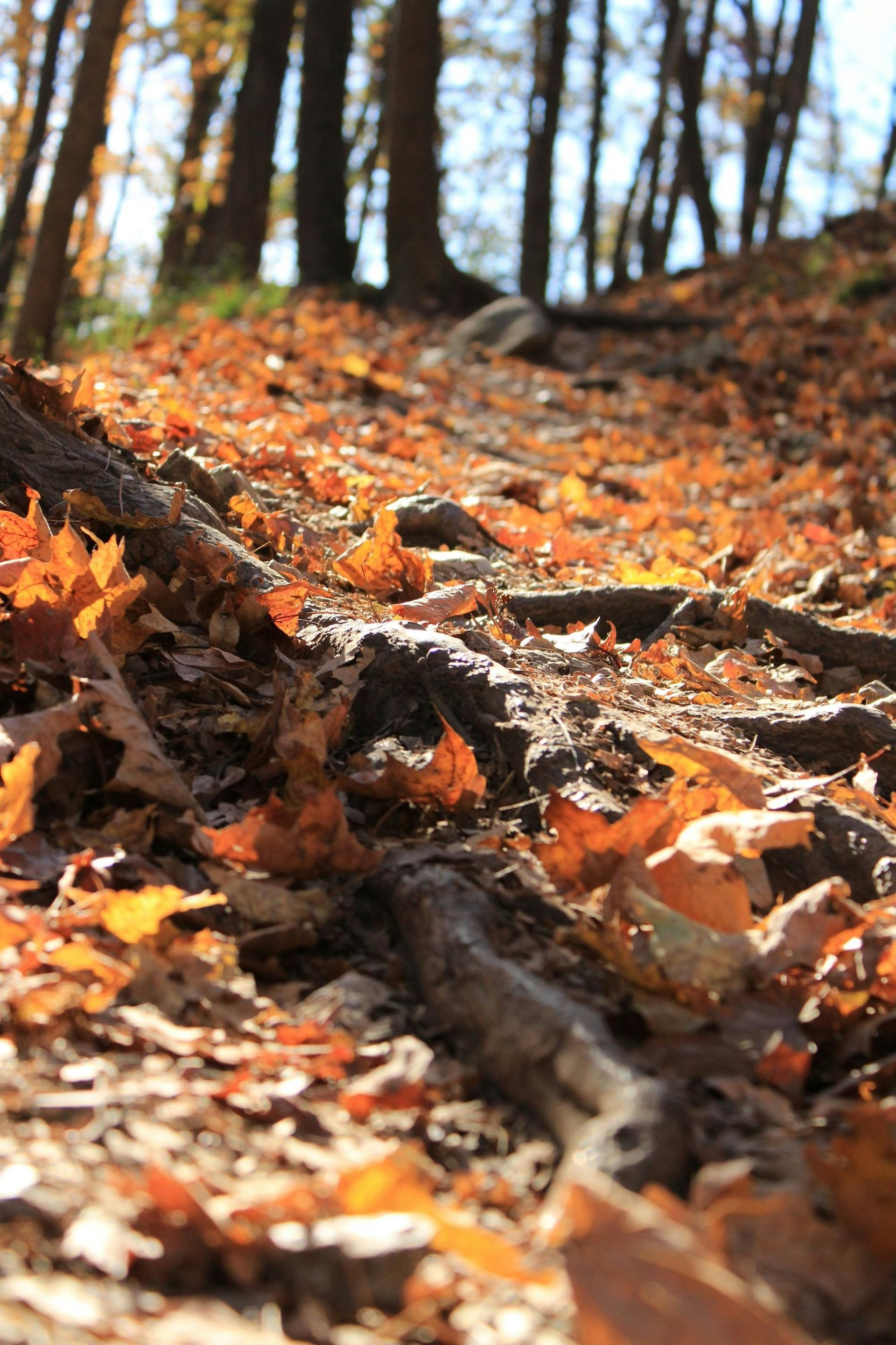 A path in the woods covered in leaves and roots.