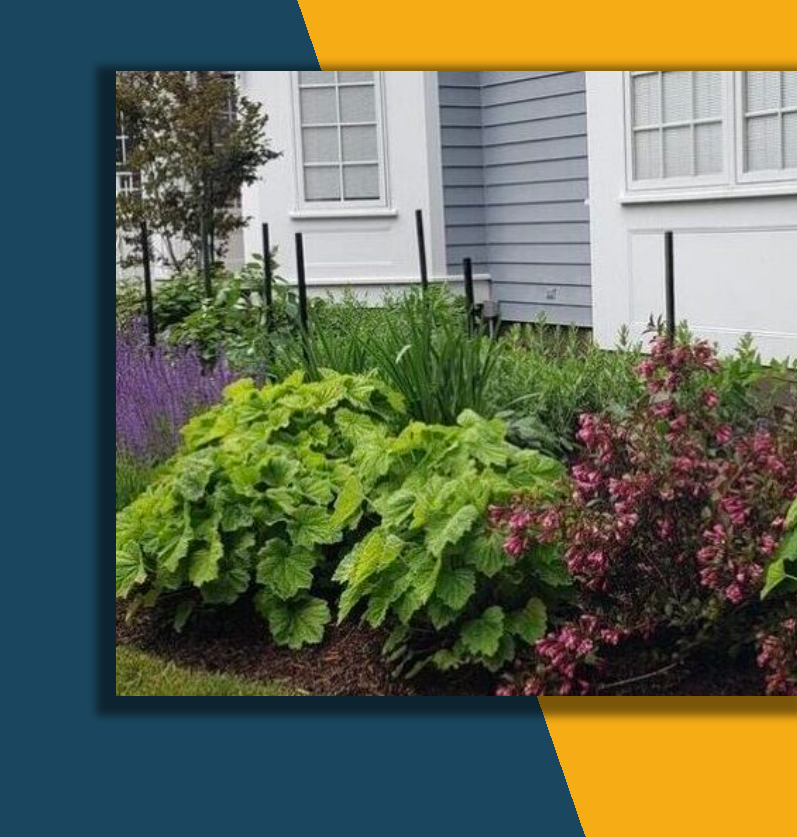 Colorful front garden with lush green and purple flowering plants beside a gray house