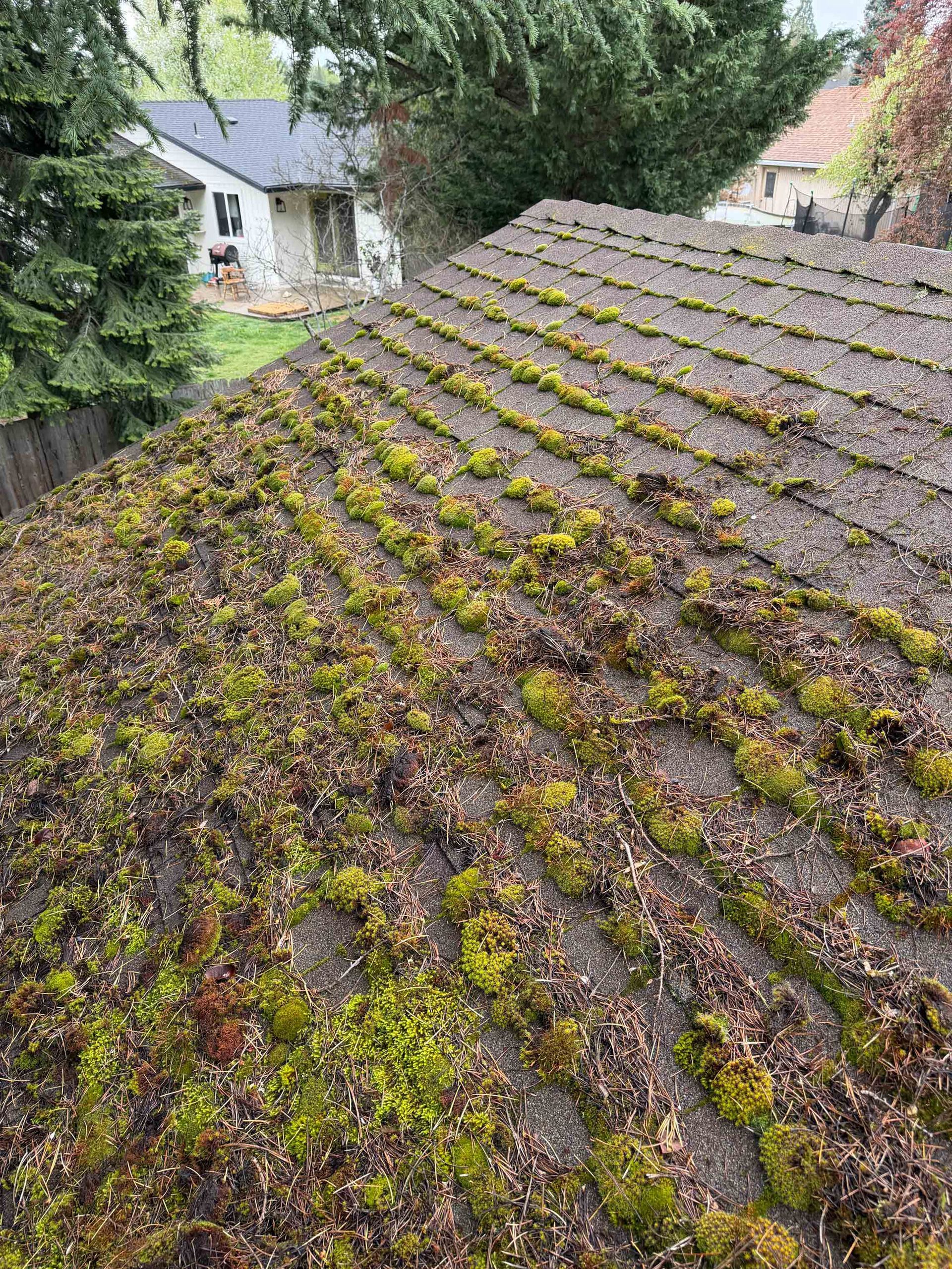 A close-up view of an asphalt shingle roof heavily covered in patches of green moss and scattered dry leaves.