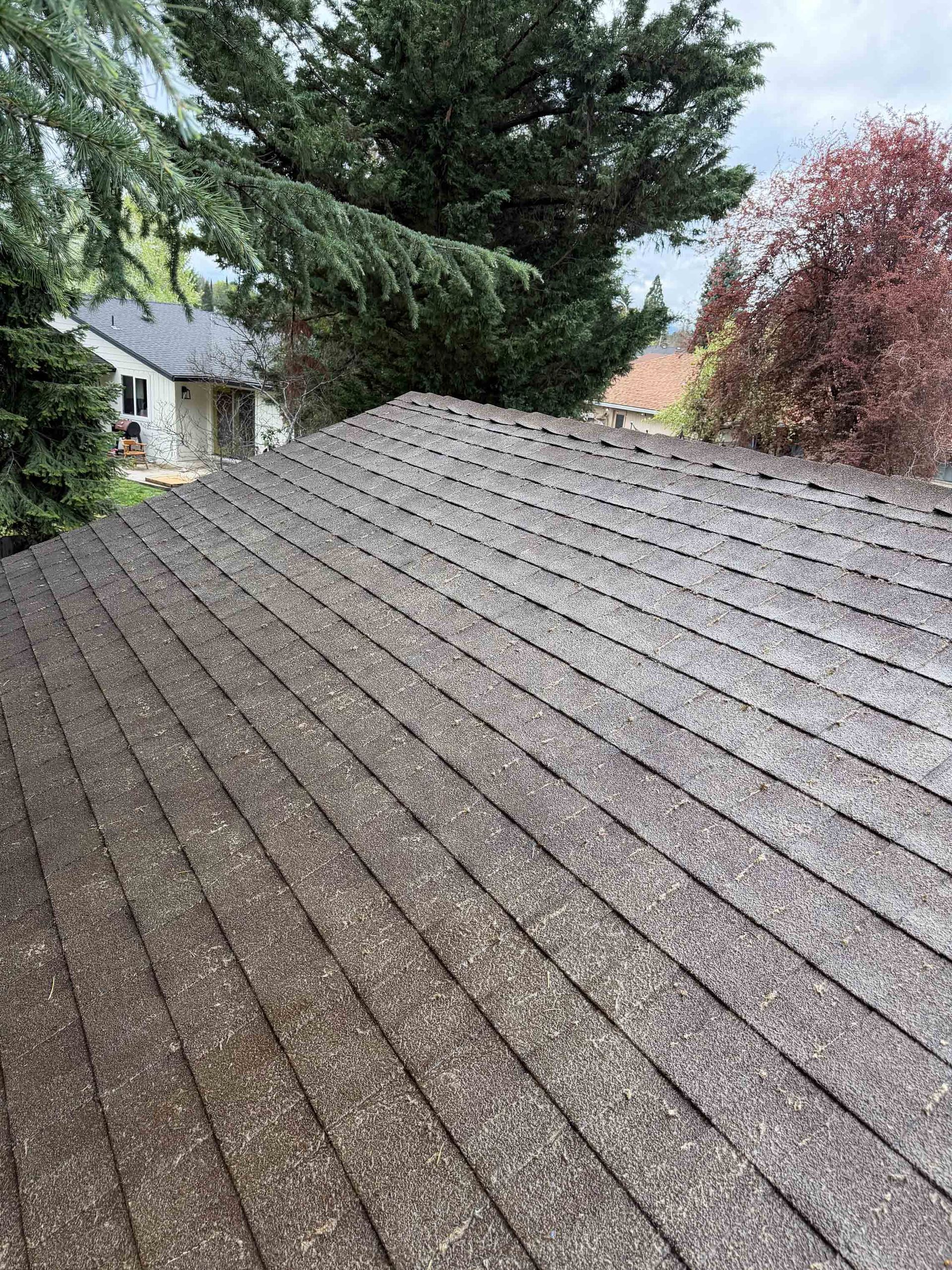 A sloped asphalt shingle roof, dark with moss and aging, sits below large green trees and a white house in the distance.