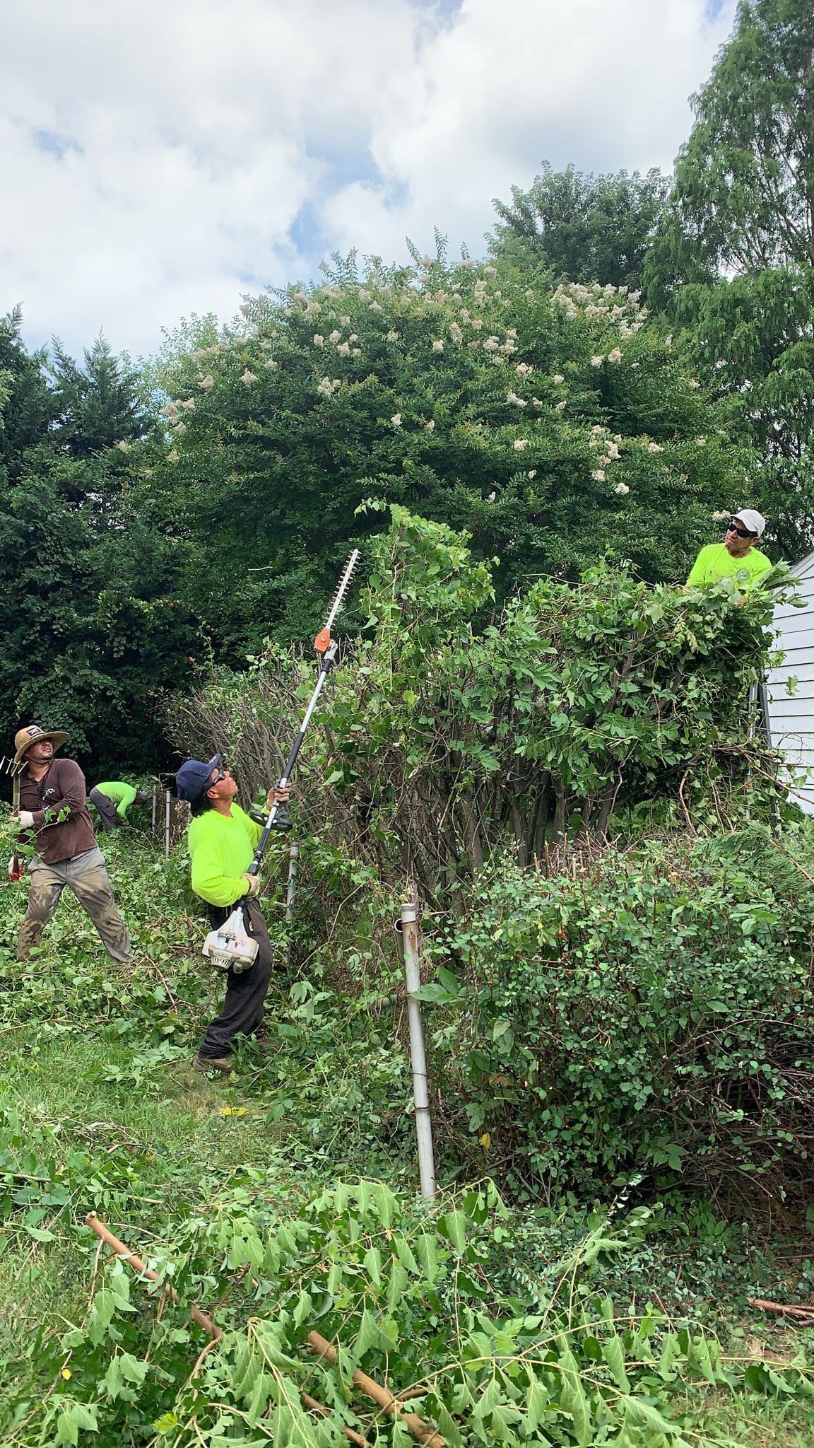 Tree Services