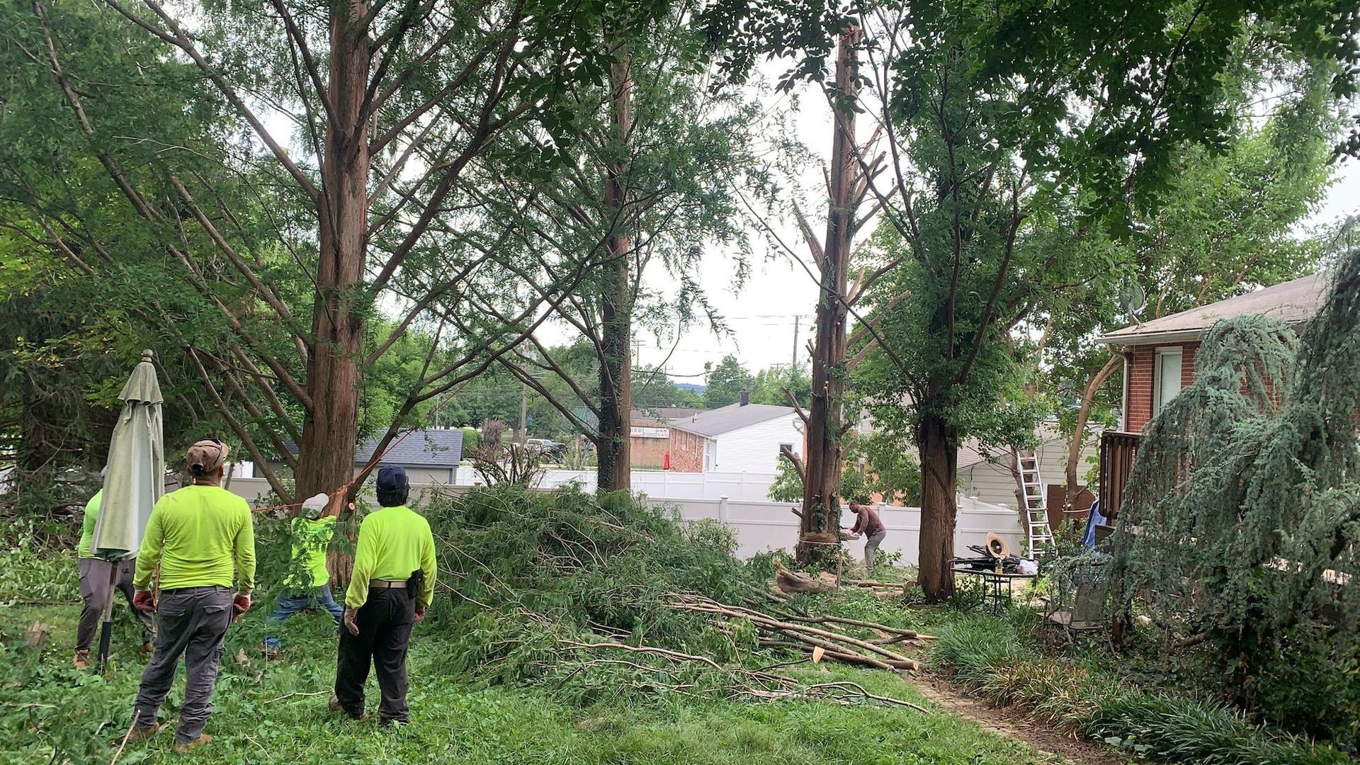 Tree Removal