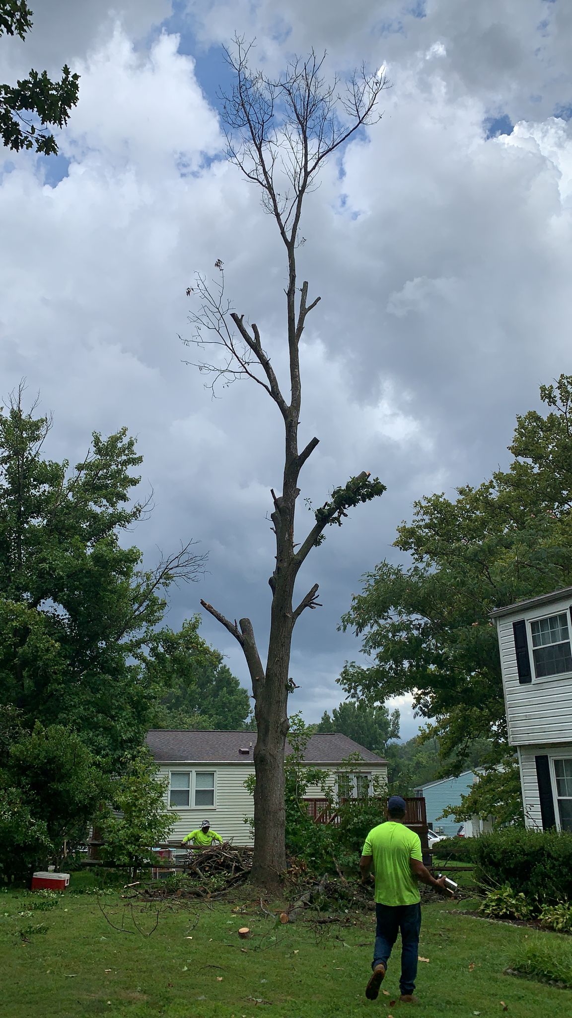 Tree Service