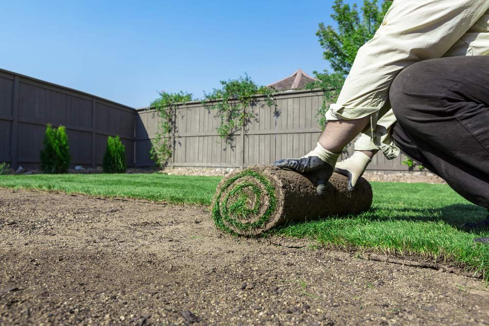 Man Rolled The Turf For Installation — Wallaroo Landscapes In Nowra NSW