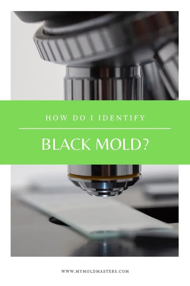 How Do I Identify Black Mold? | Mold Masters