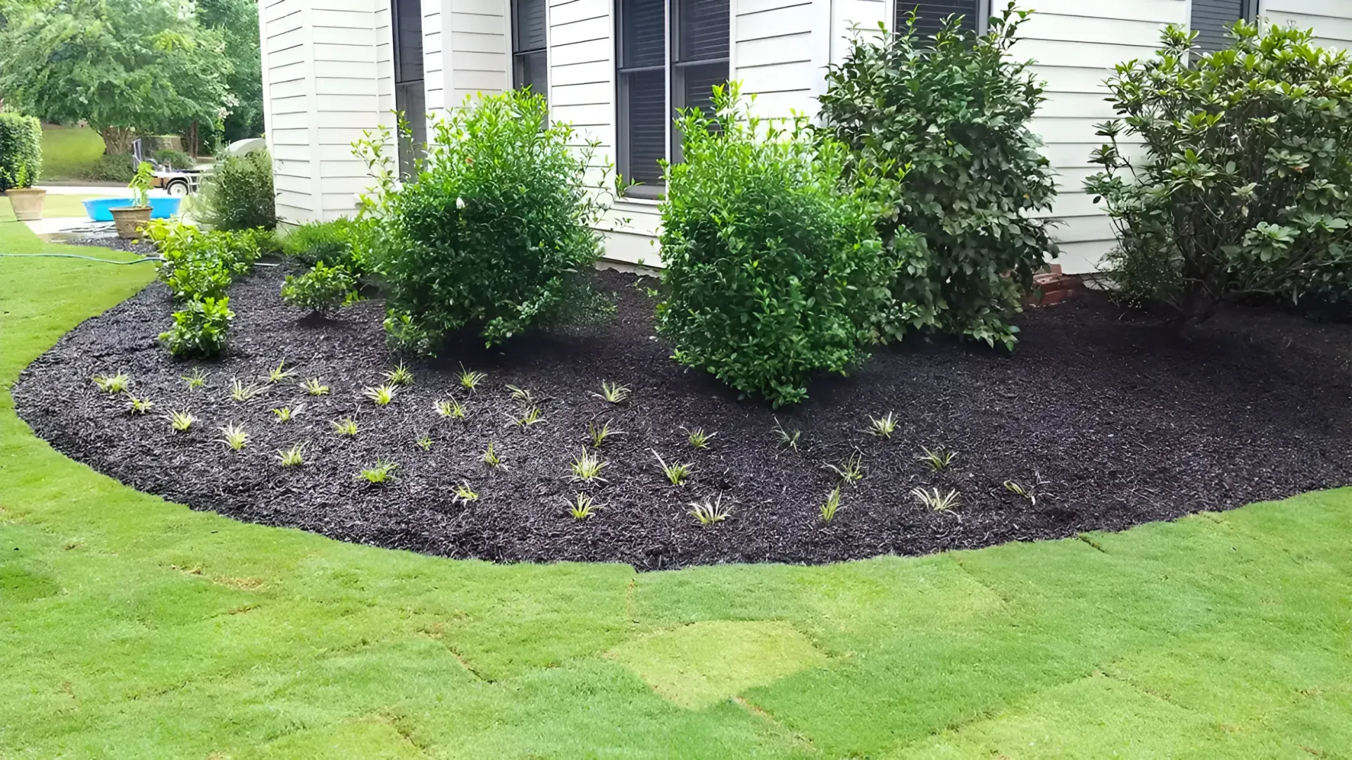 Curved garden bed with black mulch, green shrubs, and small yellow flowers beside a lawn and building