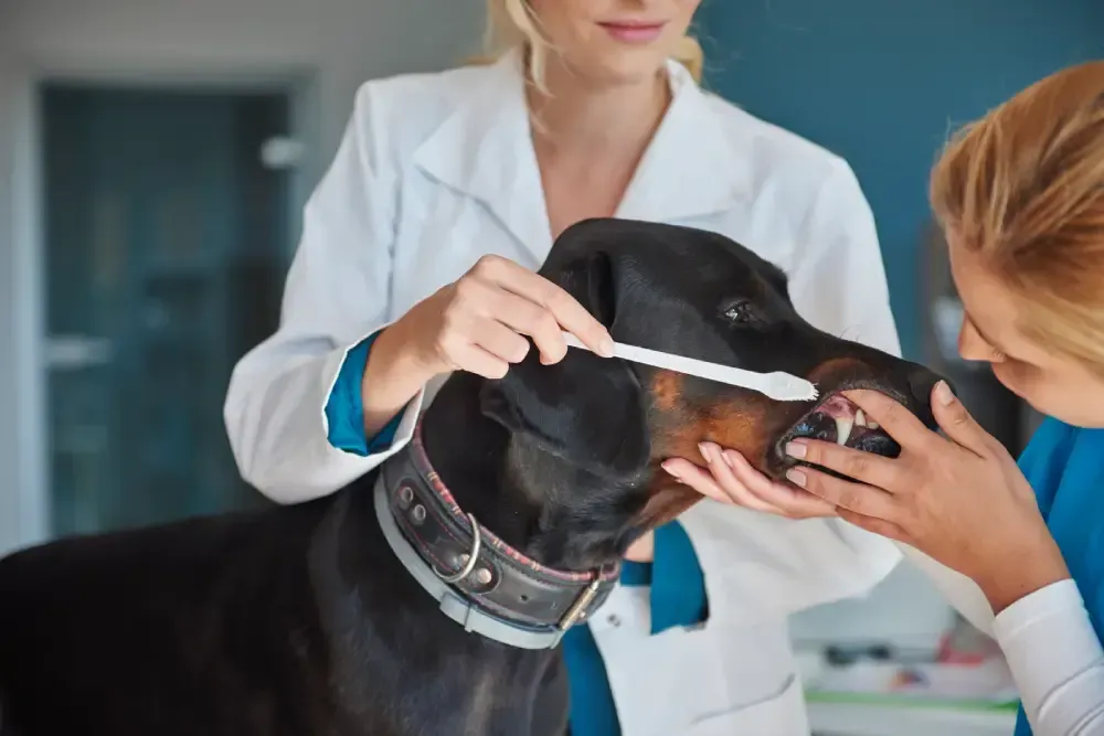 Pet Dental Services in Ames IA