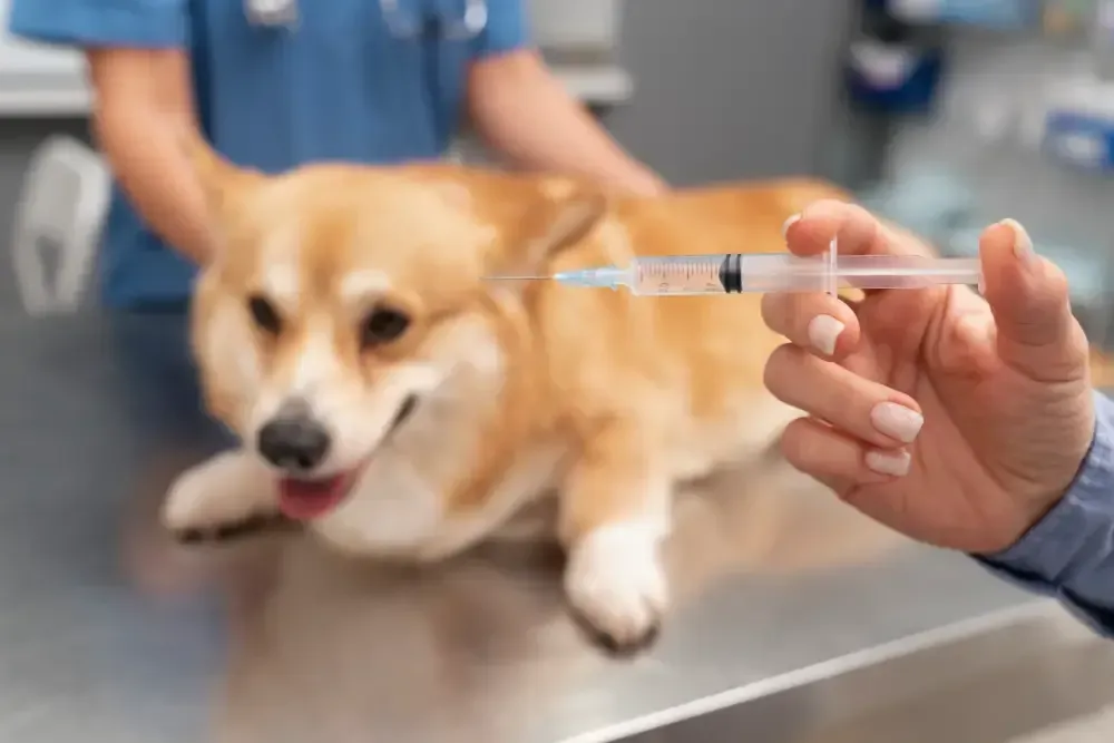 Puppy Vaccinations in Ames IA