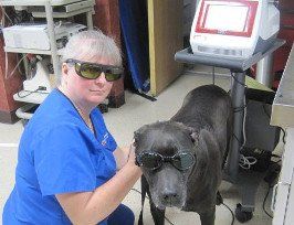 veterinarian performing laser therapy to dog
