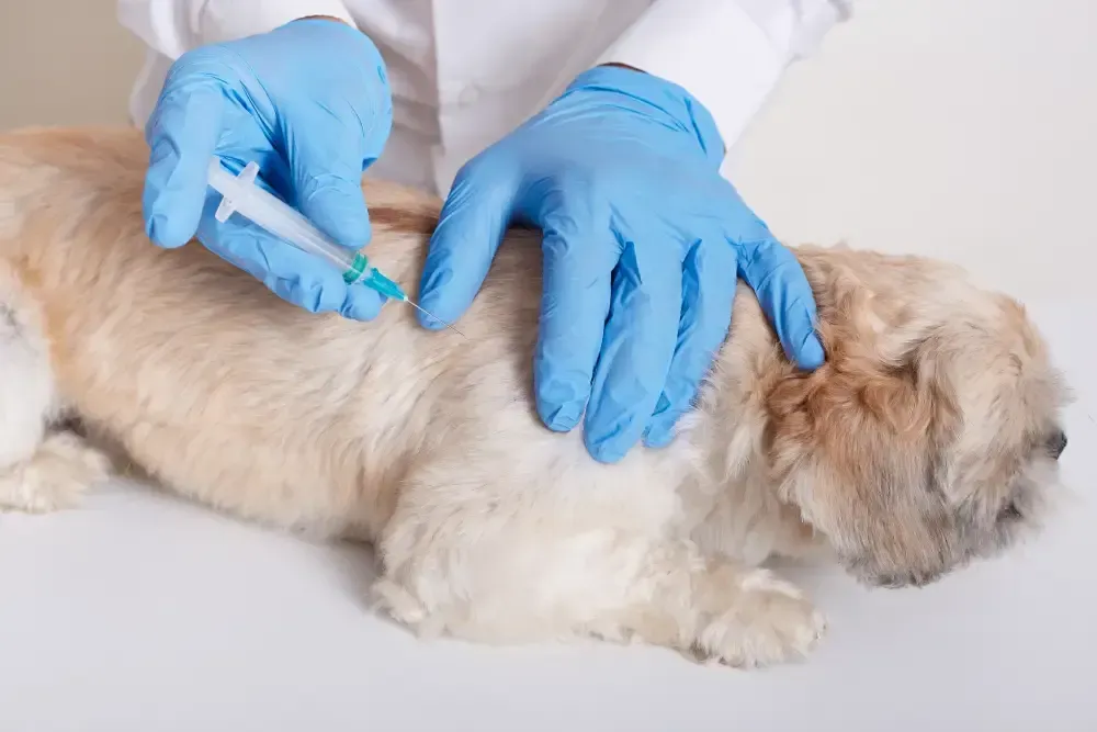 dog vaccinations