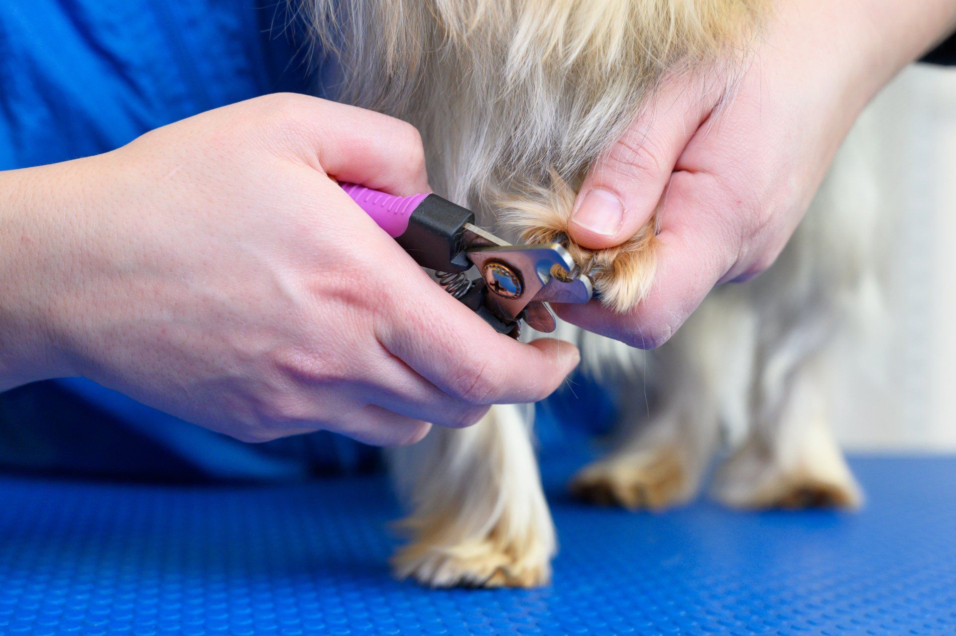 dog getting its nails clipped by veterinary technician