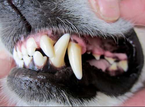 dog's teeth are clean