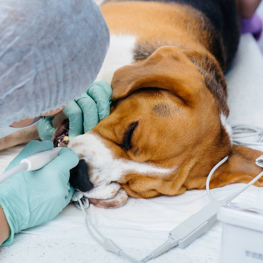 pure bread dog having dental cleaning under anaesthesia