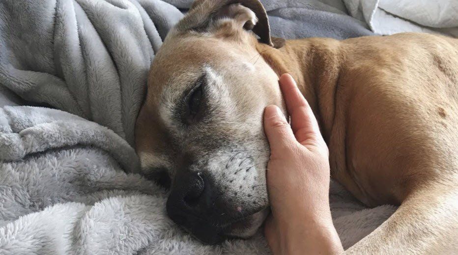 petting an old and tired dog that is lying down