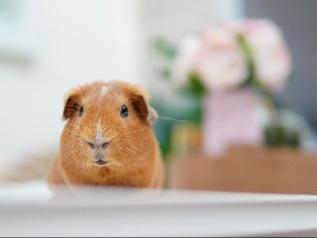 guinea pig looking near camera