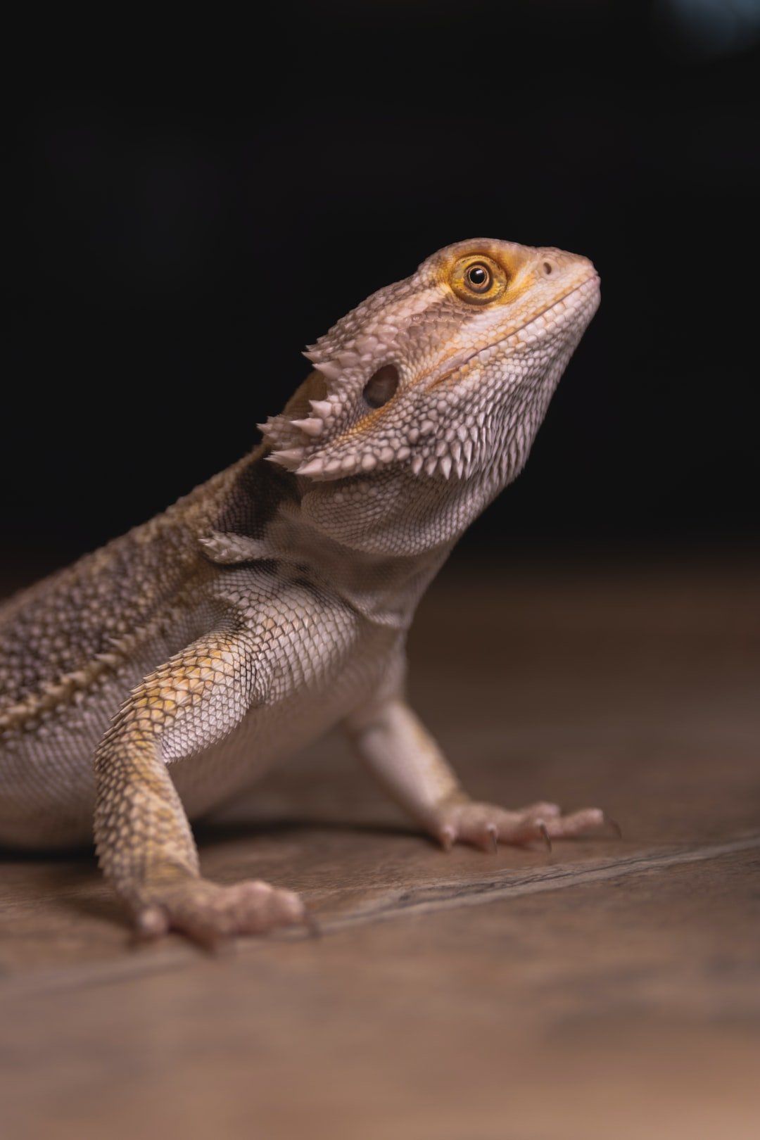 bearded dragon