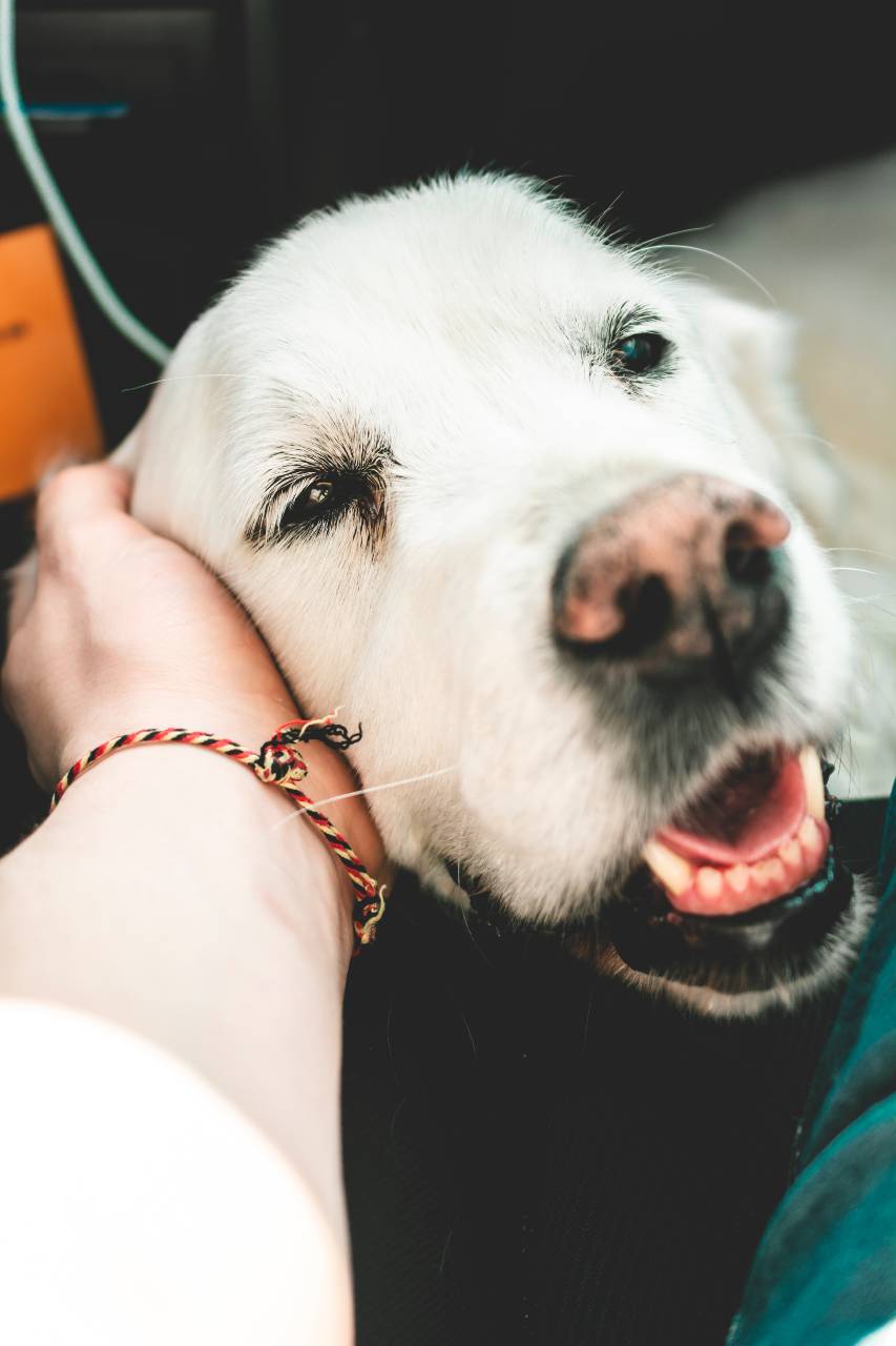 petting old yellow lab on the side of the head while at the senior pet care center in ames
