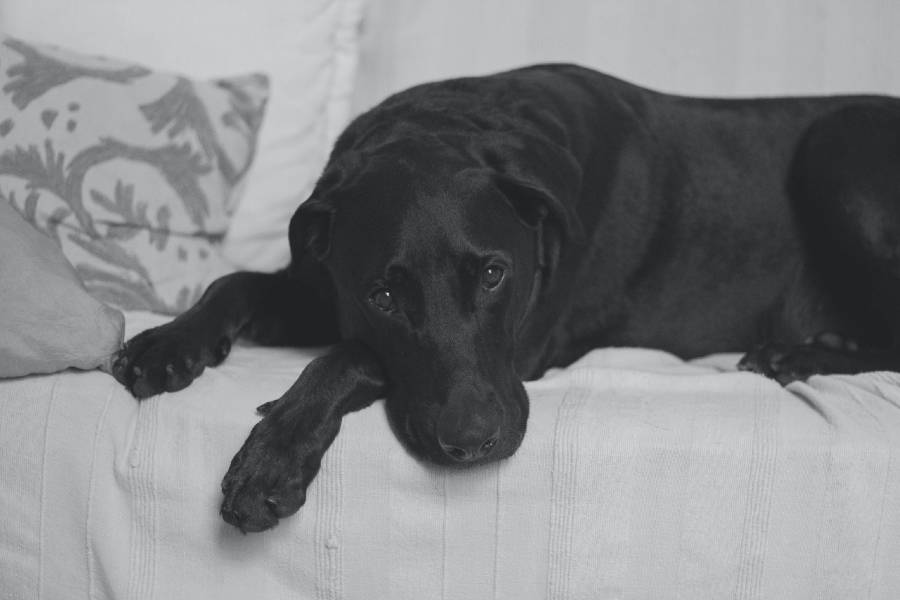 black lab dog is sick