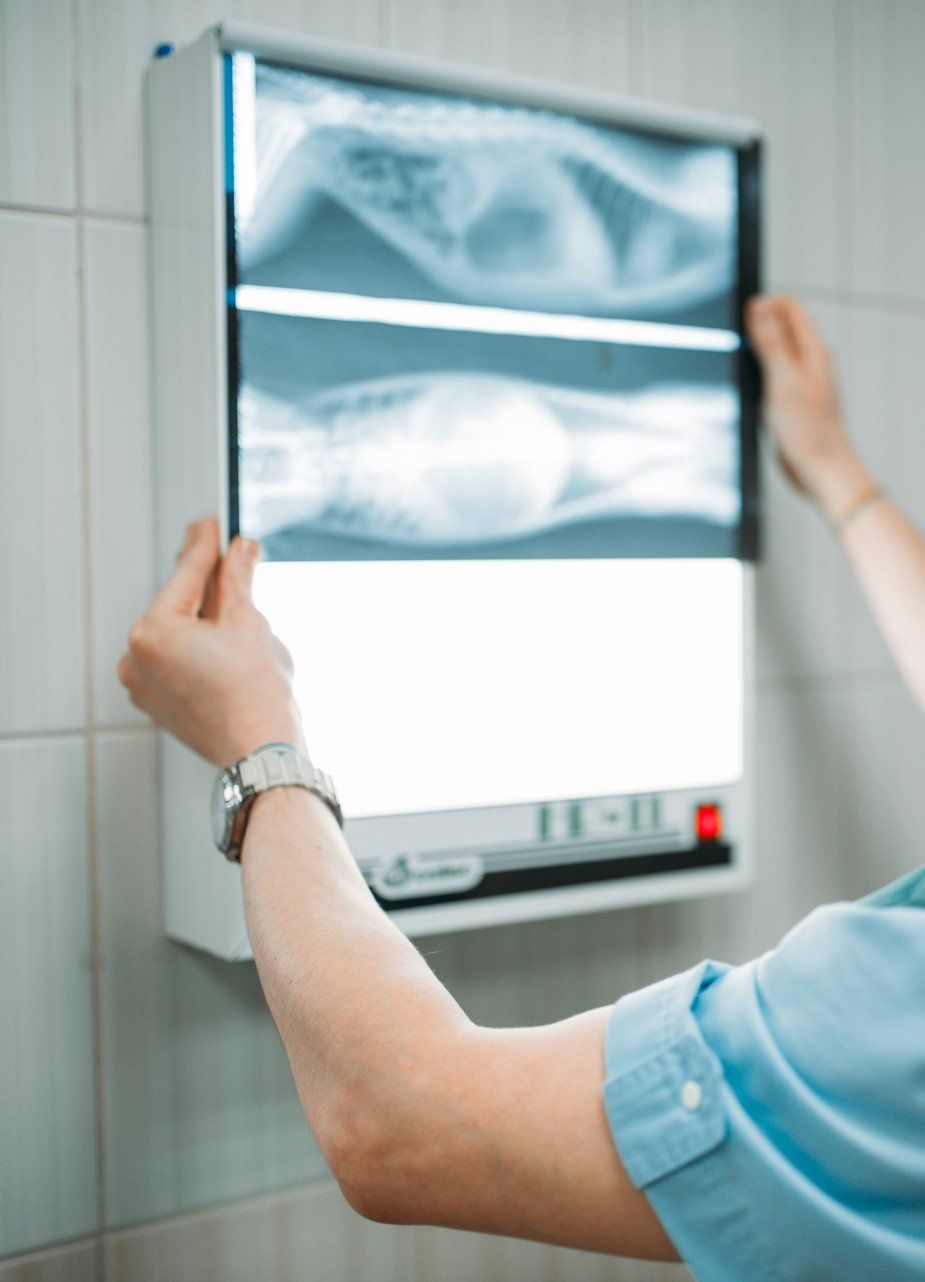 veterinarian looking at pet x-ray in ames