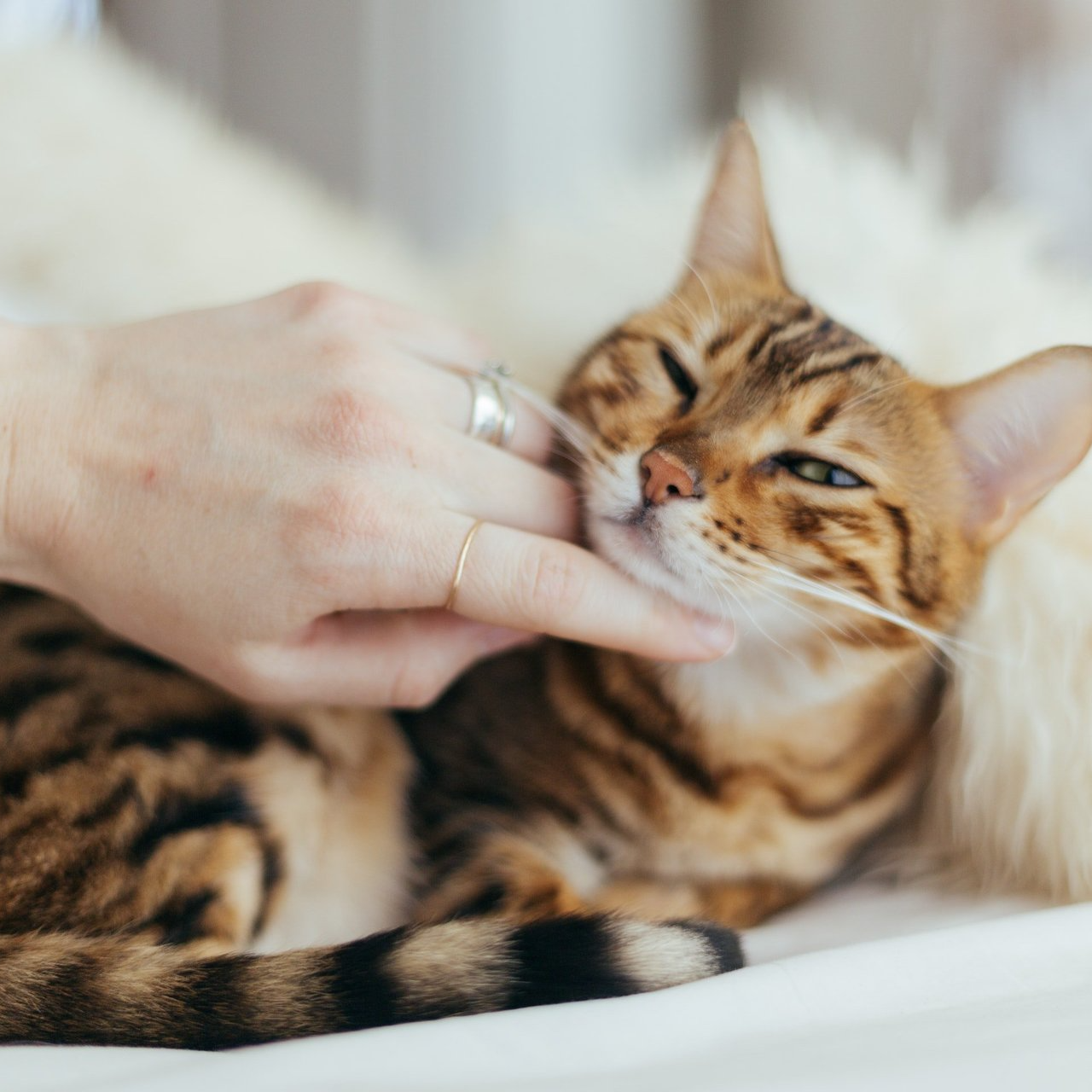 petting a striped orange cat under the chin