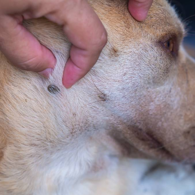 showing tick sucking blood from the side of dog's head from our ames pet parasite prevention center