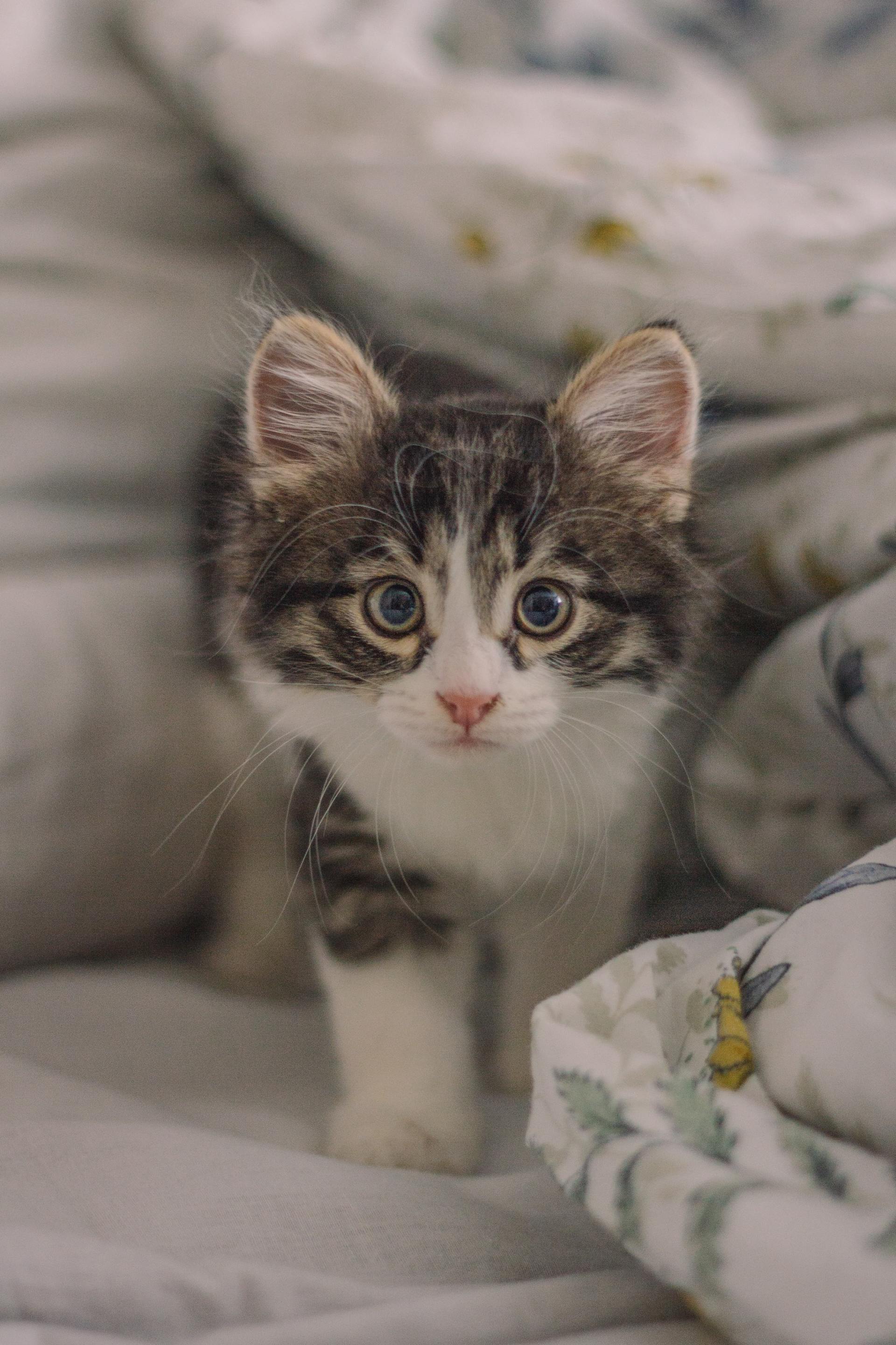beautiful kitten looking at camera