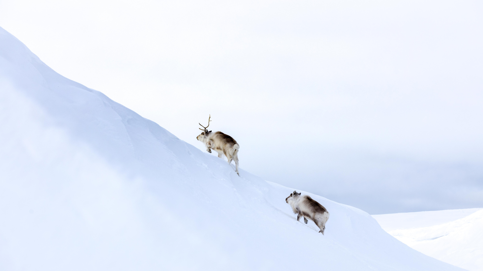 svalbard-low-budget-trips-in-april